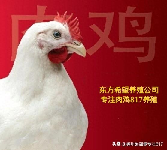 817肉杂毛鸡行情（棚前价格）12月15日