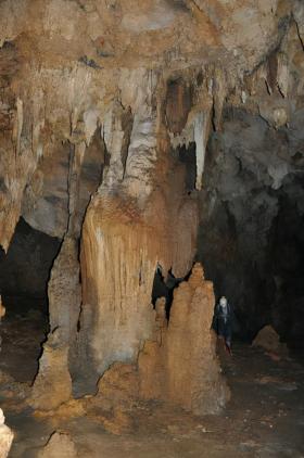 遵义双河洞惊现10万年前大熊猫伪拇指化石