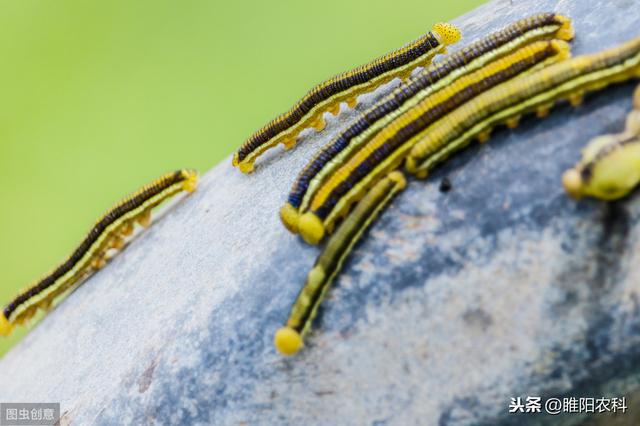 苏云金杆菌，快速杀虫，持效20天的生物农药秘诀