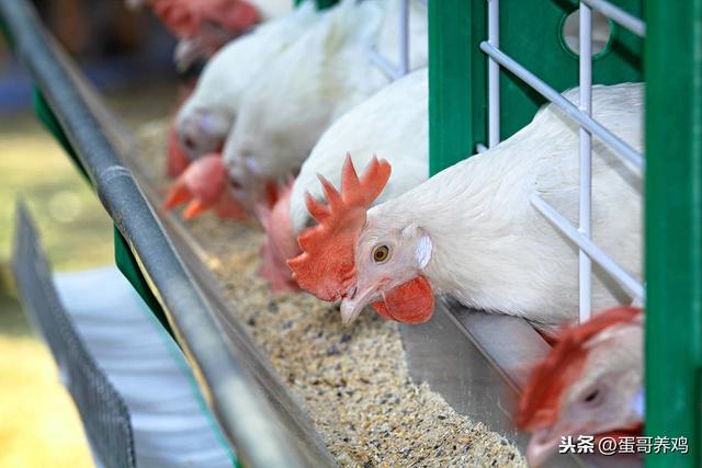 老兽医揭秘，家禽养殖必知的8种饲料添加剂功效