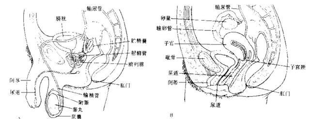 性教育第一步，如何与孩子开启关于生殖器官的对话？